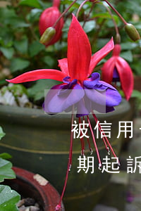 被信用卡起訴多久開(kāi)庭（信用卡逾期起訴開(kāi)庭該怎么說(shuō)）