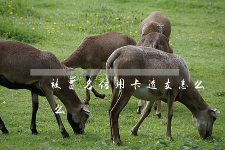 被冒名信用卡透支怎么辦(被冒名辦信用卡怎么辦)