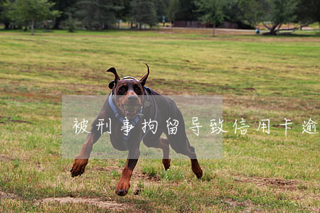 被刑事拘留导致信用卡逾期