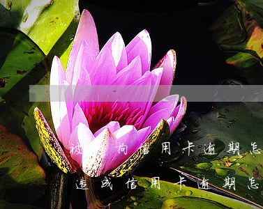 被刑拘信用卡逾期怎么辦(被公安局拘留期間造成信用卡逾期怎么辦)