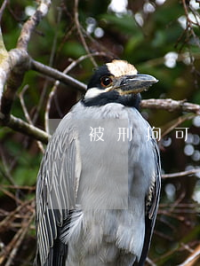 被刑拘可以停息掛賬嗎 被刑拘可以停息掛賬嗎