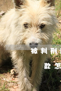 被判刑后交不起罰款怎么辦(被判刑后交不起罰款怎么辦過戶)