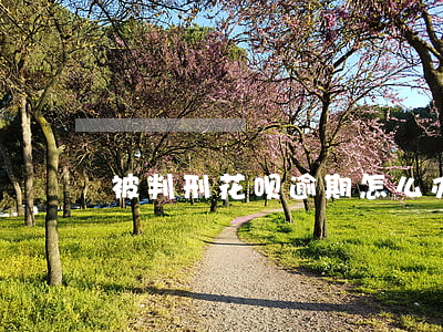 被判刑花呗逾期怎么办(花呗不还会判刑吗)