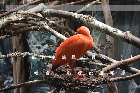 被判重婚罪的男人會(huì)想離婚嗎(離婚后還能告他重婚罪嗎)