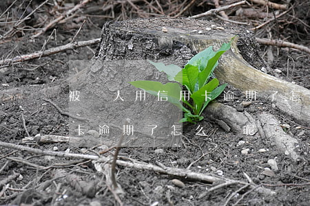被別人用信用卡逾期了怎么辦(被別人用信用卡逾期了怎么辦呢)
