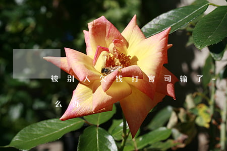 被别人欠钱打官司输了-欠钱打官司输了怎么办