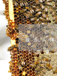 被告人律師有權見到受害人嗎(公訴案件受害人需要請律師嗎)