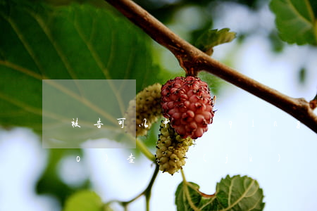 被告可以申請(qǐng)法院調(diào)查證據(jù)嗎(怎樣才能向法院申請(qǐng)調(diào)查證據(jù))