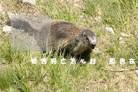 被告死亡怎么起訴(原告在訴訟中死亡)