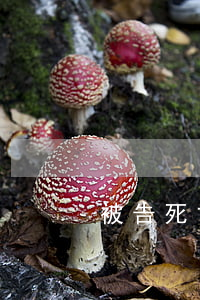 被告死亡的起訴狀模板(起訴中被告死亡)