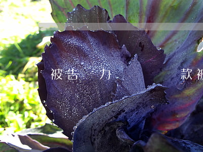 被告無力償還賠償款(被告無力償還賠償款)