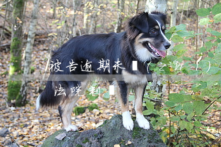 被告逾期未執(zhí)行法院判決 未履行法院判決