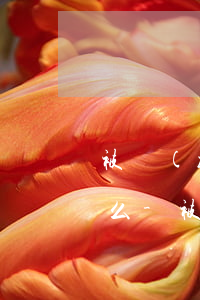 被執(zhí)行人暫時無力償還可以商量么-被執(zhí)行人暫時無力償還,可以向法院申請
