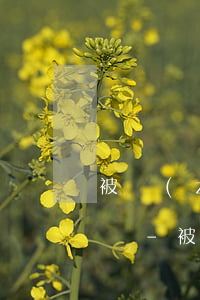 被執(zhí)行人無力償還1萬1年怎么辦-被執(zhí)行人無力償還1萬1年怎么辦理