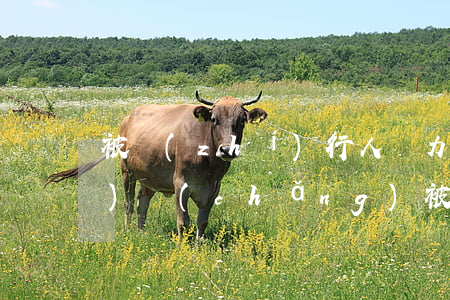 被執(zhí)行人無力償還現(xiàn)場(chǎng)(被執(zhí)行人確實(shí)無力償還)