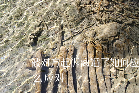 被对方起诉离婚了 如何应诉(对方起诉离婚怎么应对)