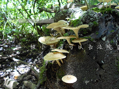 被小三了可以去法院告嗎