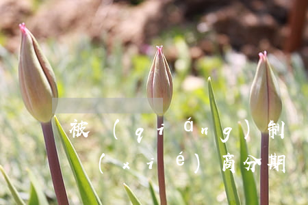 被強(qiáng)制執(zhí)行怎么協(xié)商分期還款