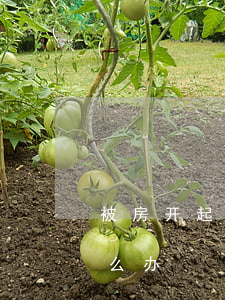 被房开起诉逾期办按揭(房贷逾期被起诉该怎么办)