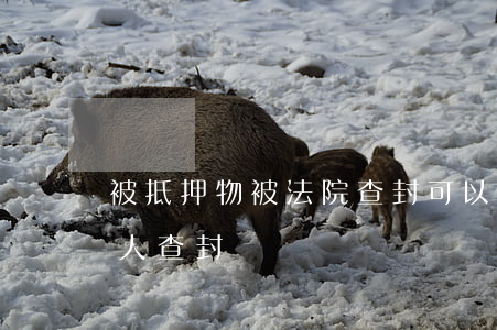 被抵押物被法院查封可以拍賣嗎(抵押物被別人查封)