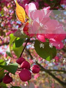 被拘留30天被釋放的幾率(什么情況可以拘留30天)
