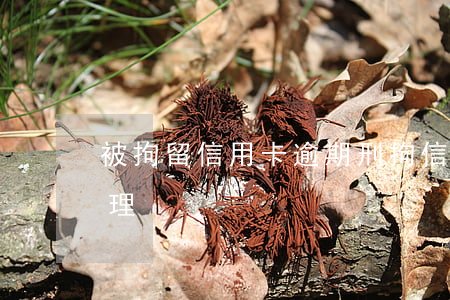 被拘留信用卡逾期（刑拘信用卡逾期了怎么處理）