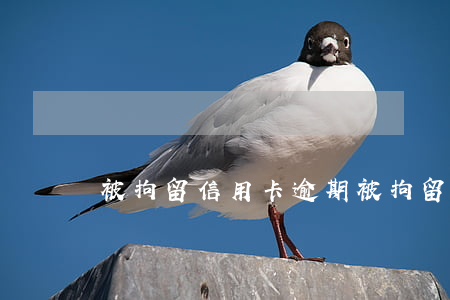 被拘留 信用卡逾期(被拘留信用卡逾期會怎么樣)