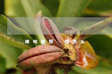 被拘留想離婚怎么辦