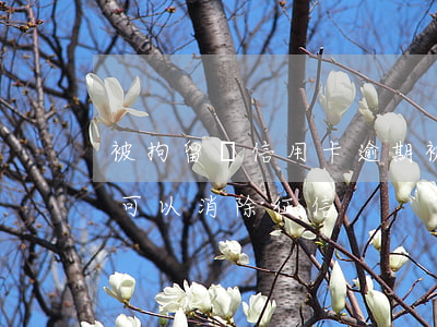 被拘留時信用卡逾期(被拘留信用卡逾期是否可以消除征信)