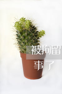 被拘留沒錢交罰款怎么辦(拘留交完罰款就沒事了嗎)
