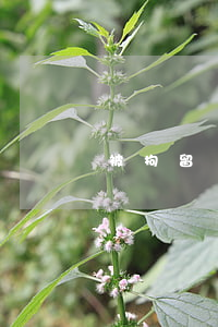 被拘留請律師有用嗎(被拘留可以請律師嗎)