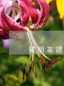 被朋友誘騙貸款逾期(被朋友騙了貸款)