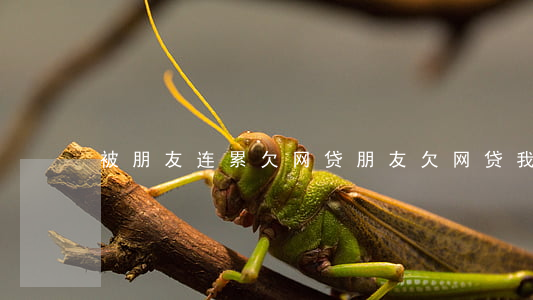 被朋友连累欠网贷(朋友欠网贷我被骚扰)
