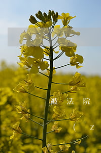 被法院執(zhí)行人員可以坐火車嗎(被執(zhí)行人坐普通火車會(huì)被拘留嗎)