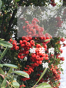 被法院執(zhí)行可以出國(guó)嗎(被執(zhí)行人出國(guó)受影響嗎)