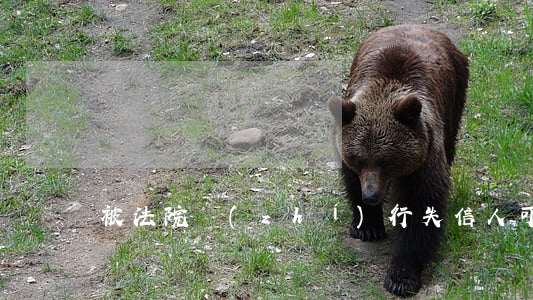 被法院執(zhí)行失信人可以簽證嗎