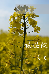 被法院執(zhí)行拍賣(mài)的房產(chǎn)怎么做賬(被法院執(zhí)行拍賣(mài)的房產(chǎn)怎么做賬)