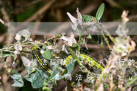 被法院執(zhí)行的可以回家過(guò)年嗎(法院過(guò)年會(huì)強(qiáng)制執(zhí)行嗎)