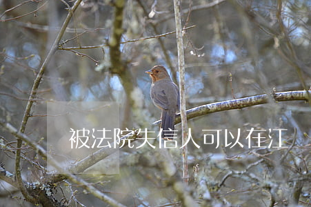 被法院失信人可以在江蘇做法人嗎