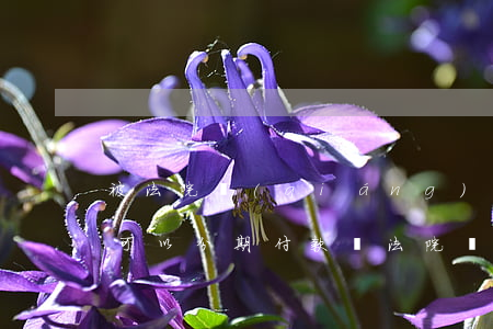 被法院強(qiáng)制執(zhí)行可以分期付款嗎(法院強(qiáng)制執(zhí)行可以分期還款嗎)