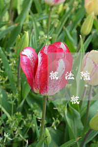 被法院強制執(zhí)行了還可以坐火車嗎(被強制執(zhí)行人可以坐動車嗎)