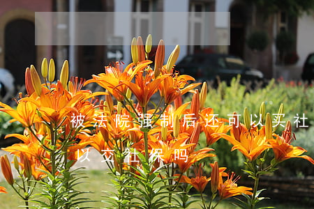 被法院强制后还可以买社保吗(被法院执行可以交社保吗)