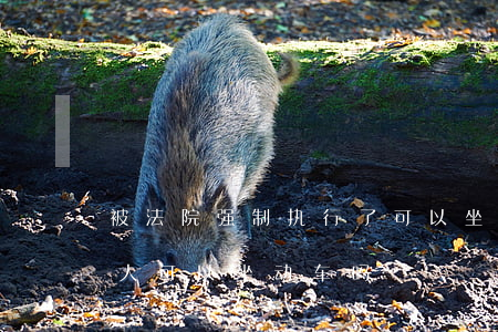 被法院强制执行了可以坐动车吗(被强制执行人可以坐动车吗)