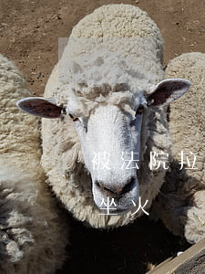 被法院拉入黑名單可以坐火車嗎(黑名單不能坐火車嗎)