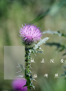 被法院查封的车可以置换吗(法院查封车可以换牌照吗)