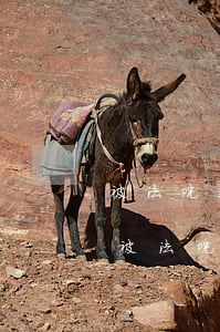 被法院起訴的執(zhí)行人可以出國嗎(被法院強制執(zhí)行可以出國嗎)