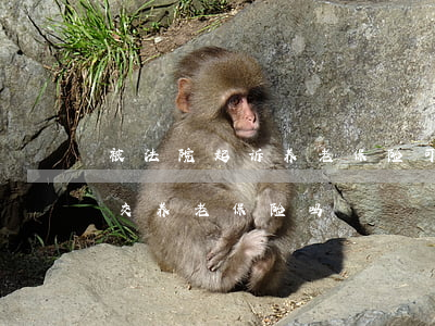 被法院起诉养老保险可以保吗(被法院起诉能交养老保险吗)
