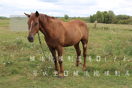被法院限制高消費(fèi)飛機(jī)可以坐嗎(被法院限制高消費(fèi)能坐飛機(jī)嗎)