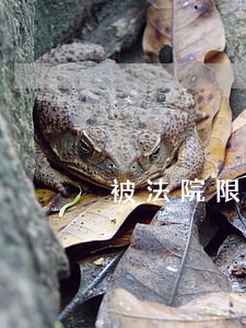被法院限制高消費可以坐高鐵嗎