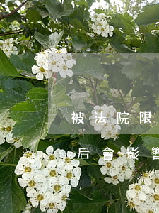 被法院限制高消費貸款可以嗎(限高消費解除后會影響貸款嗎)